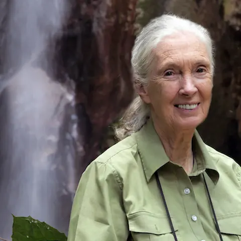 Portrait of Dr. Jane Goodall
